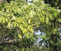 Alstonia scholaris (L.) R.Br.